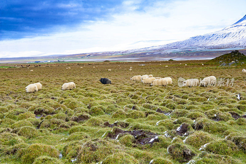 Flock of sheep at
Þrístapar, Iceland
